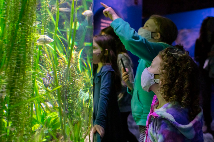 visit the Shedd Aquarium for a fun thing to do in chicago