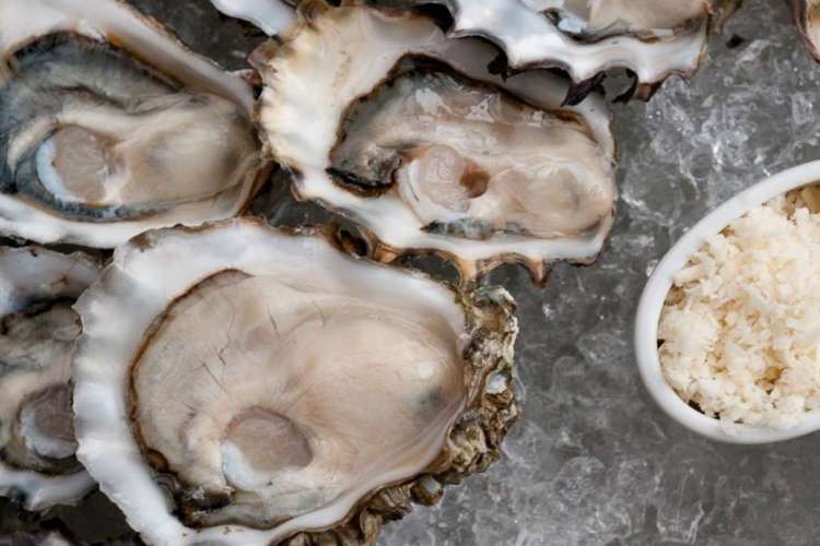 raw oysters