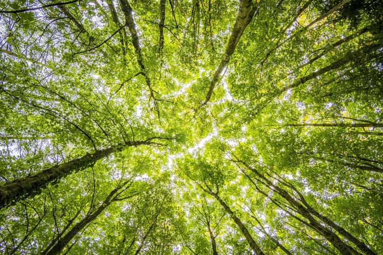 green leaves on trees in a dense forest