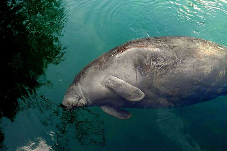 a Florida manatee in the water