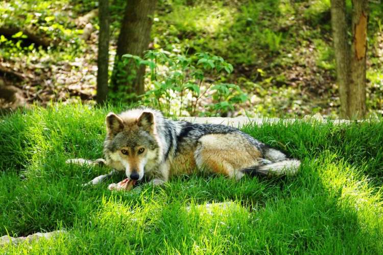 a wolf laying in the grass in a sunny clearing