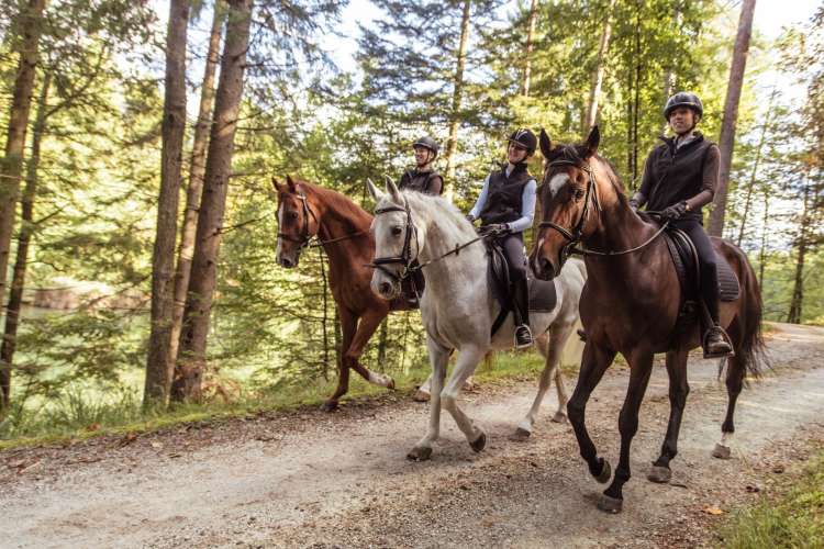 three people riding horses along a wooden trail