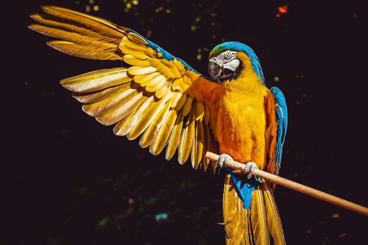 a gold, red, and blue parrot spreads one wing against a black background