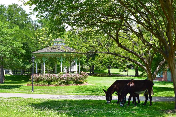 donkeys grazing in the grass at the dallas heritage village