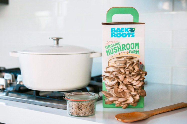 back to the roots mushroom growing kit