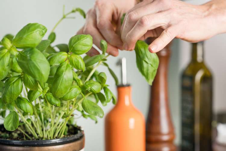 private chef picking basil