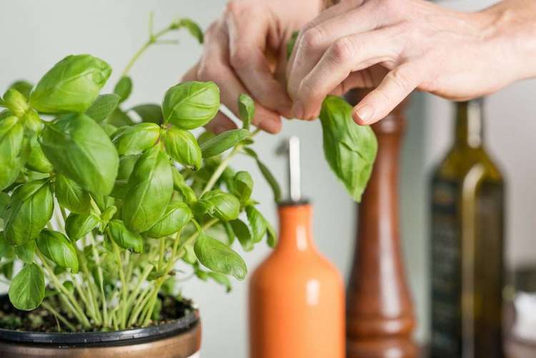 fresh basil is a delicious summer vegetable