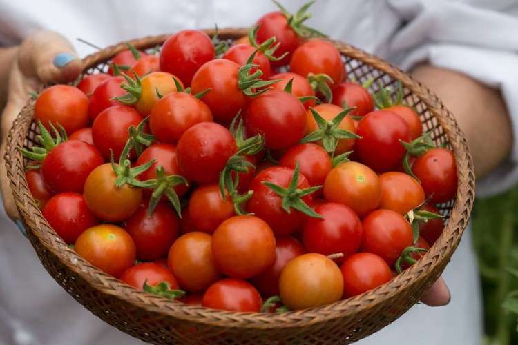 Sun-ripened tomatoes are at their peak in summer