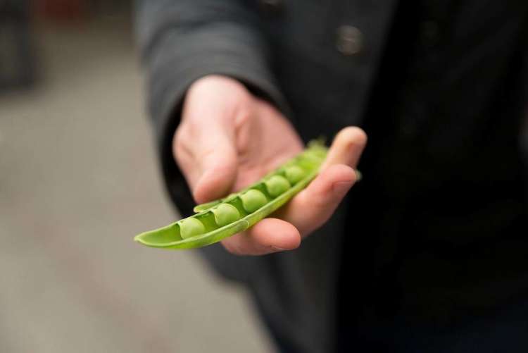 Peas are a delicious and bright seasonal summer vegetable