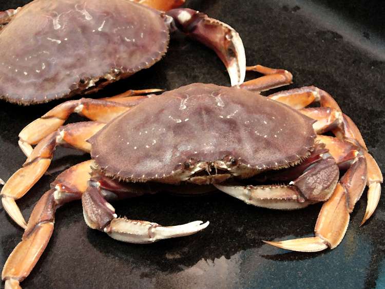 Dungeness Crab