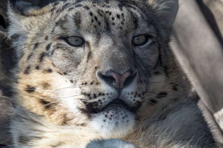 a snow leopard