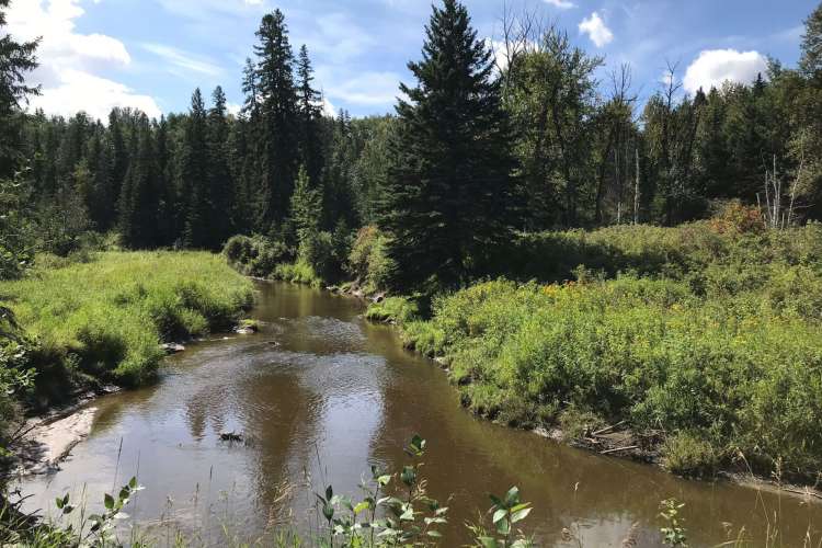 the water and trees at Whitemud Ravine Nature Reserve