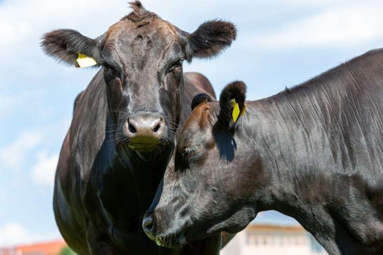 two wagyu cows