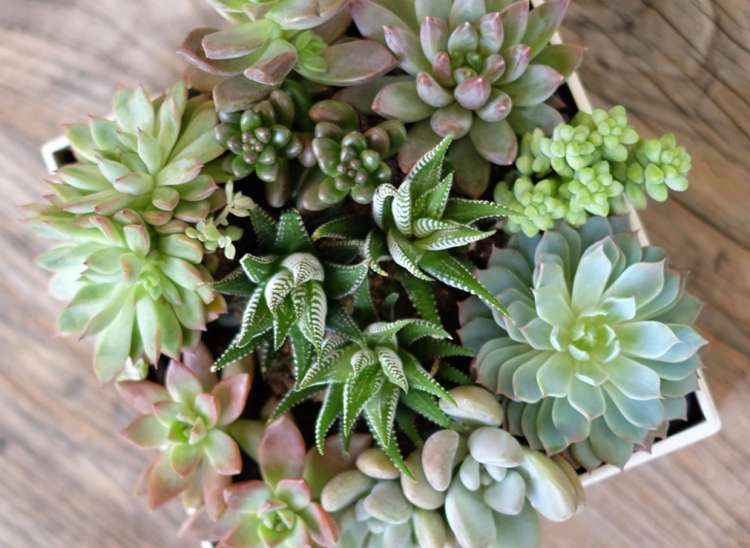 a gift box of small succulents