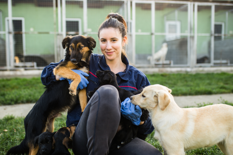 training dogs at an animal shelter