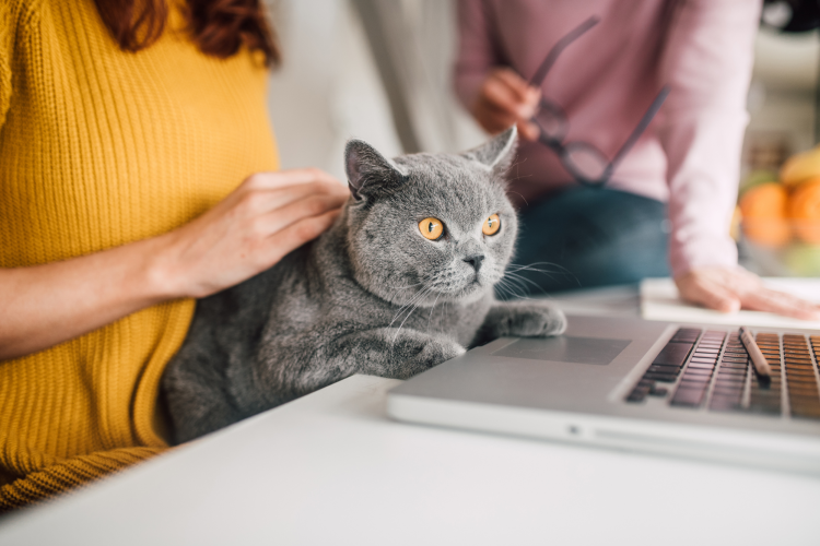 woman petting her cat during a video call