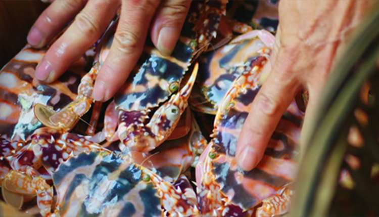 close up of chef's hands selecting crab in flavorful origins on netflix