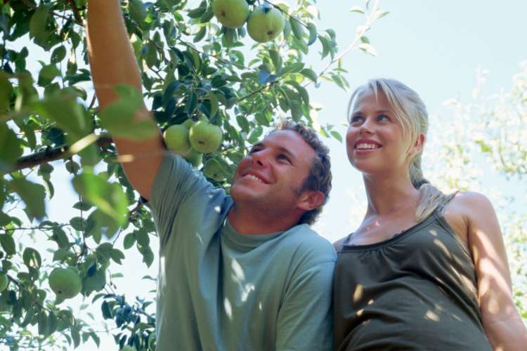 a couple picking apples