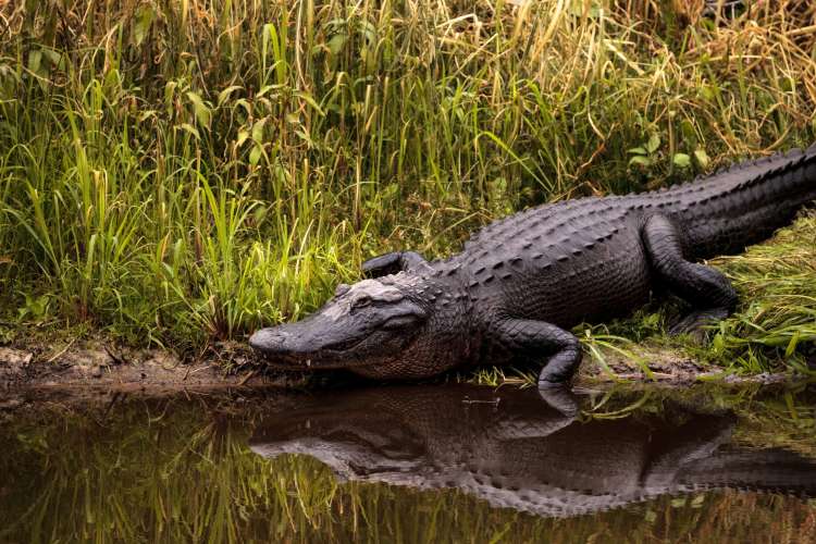 alligator sitting by a new orleans pond