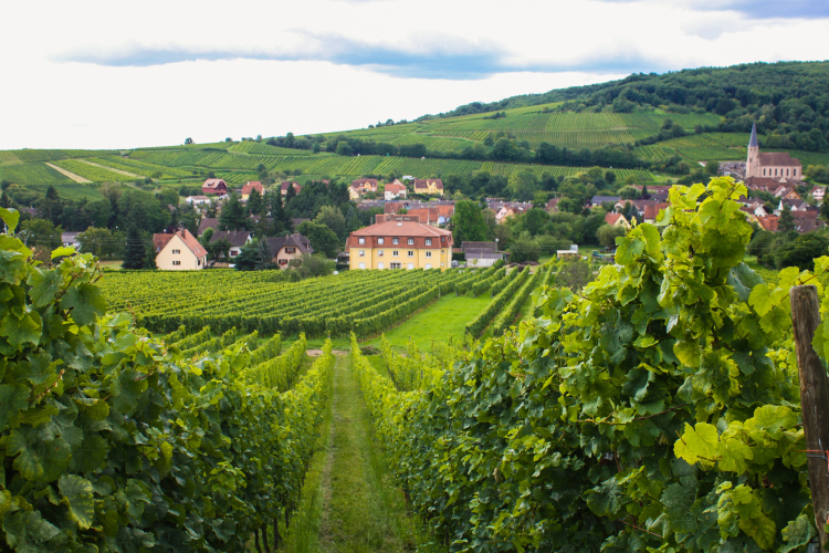 visit the alsace wine region for a foodie bucket list idea