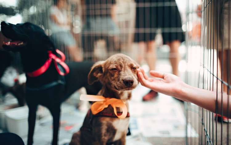 volunteering at an animal shelter is a great way to celebrate valentine's day