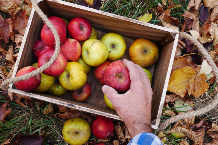 man putting fresh picked apples in a basket