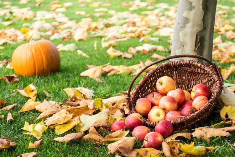 apple picking is a classic halloween date idea