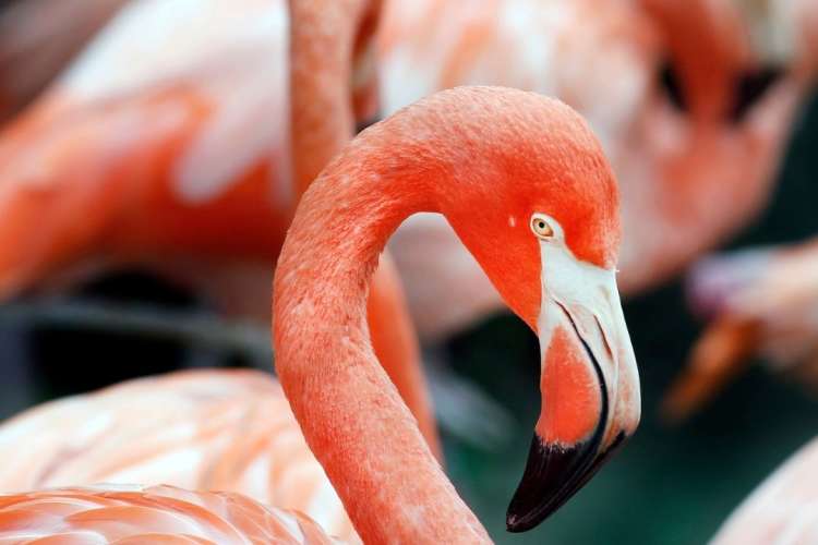 flamingoes at new orleans' audubon zoo