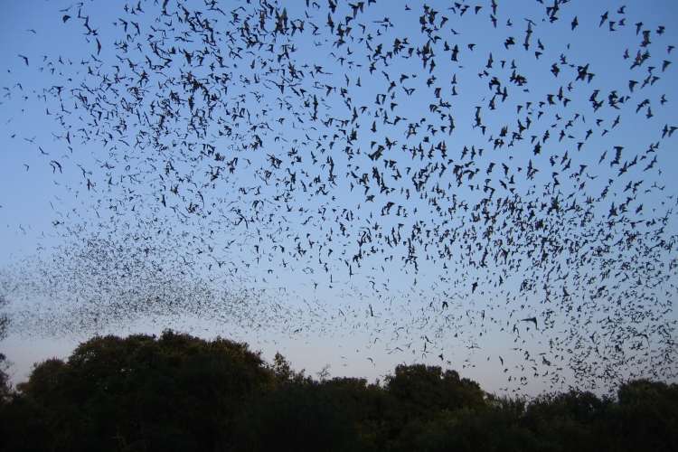 bats taking flight in the evening sky