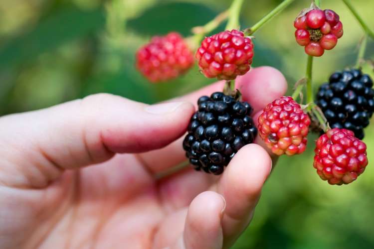 hand picking raspberries and blackberries