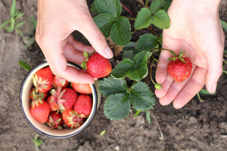 woman's hands picking strawberries