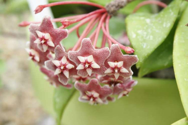 hoya flowers at the botanical garden