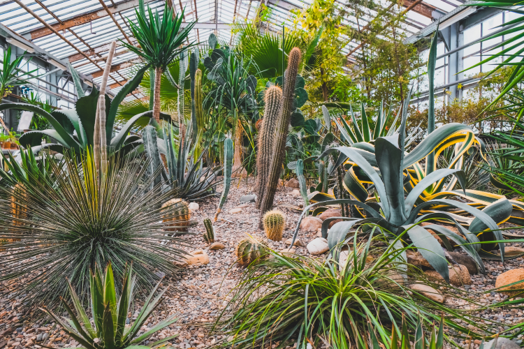 cactus garden at a botanical garden