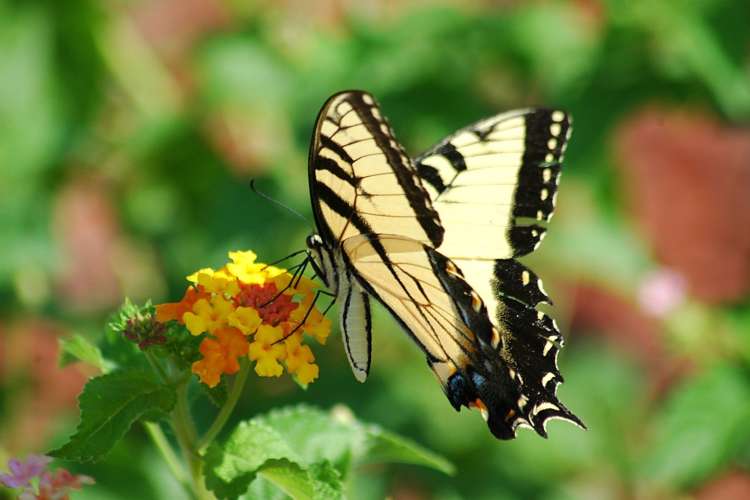 visit a butterfly garden for a sweet date idea in d.c.