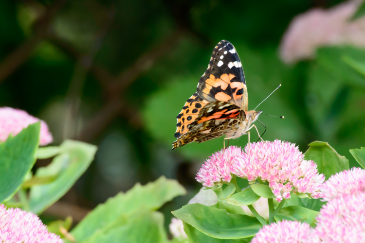 visit a butterfly garden for a fun first date idea in chicago