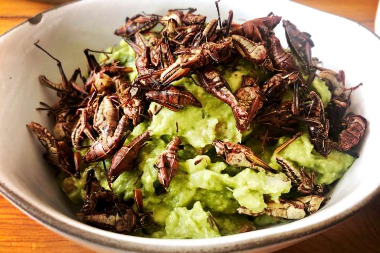 chapulines are a popular day of the dead food