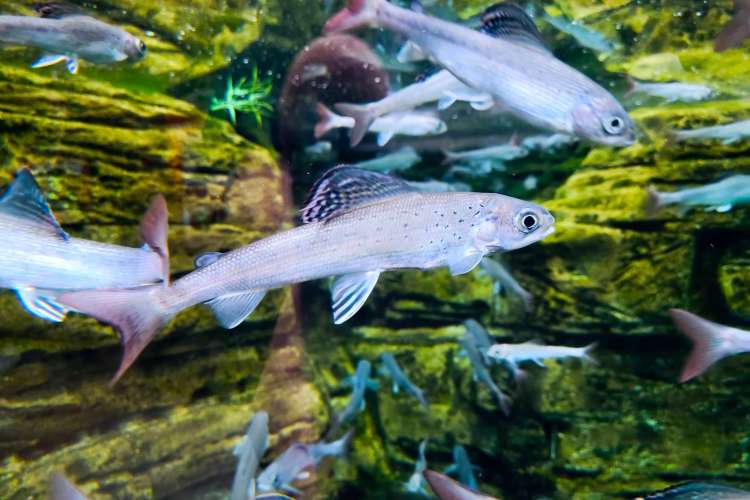 visit the aquarium for a fun thing to do in denver