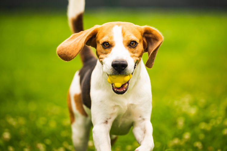 beagle playing with a yellow ball