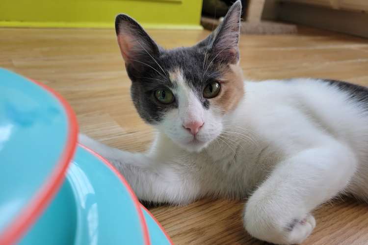 cat up for adoption at el gatto cat cafe