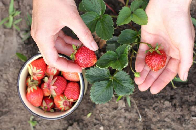 berry picking is a fun thing for couples to do