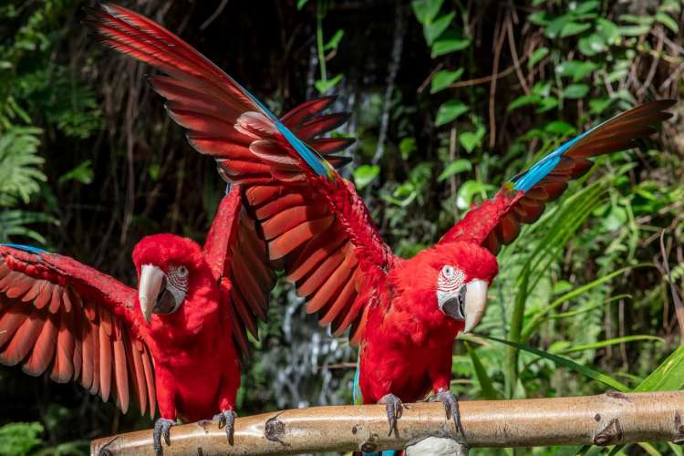Two birds at the Garfield Park Conservatory, a great place to visit as a date idea in Chicago