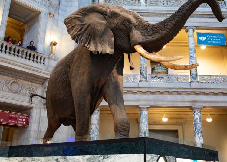 the smithsonian museum of natural history is a fun place to go in d.c.