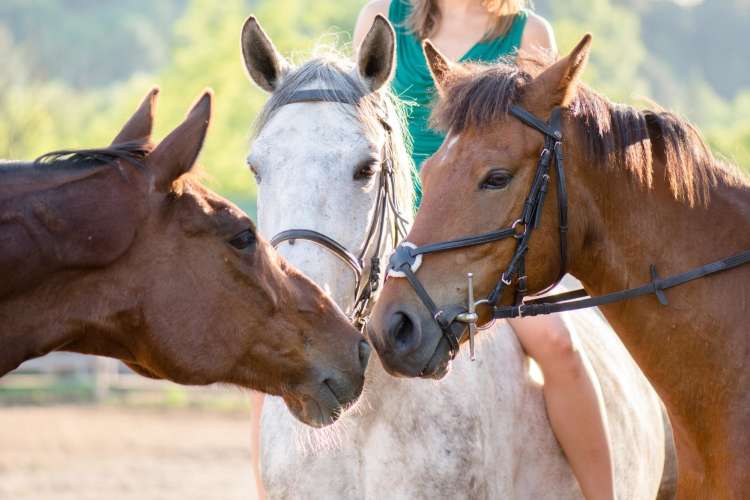 horseback riding is a fun date idea in nashville