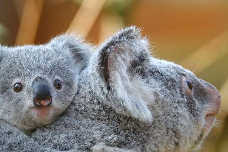 watching zoo live cams is a cute virtual date idea