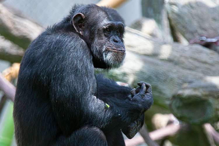 chimp at lincoln park zoon in chicago 