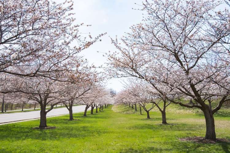 blossoming cherry trees in cleveland's brookside reservation