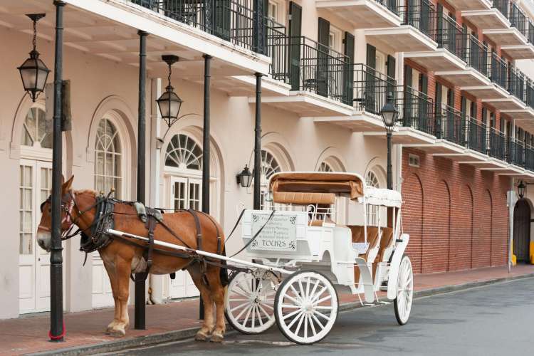 a carriage ride is a fun thing to do in new orleans