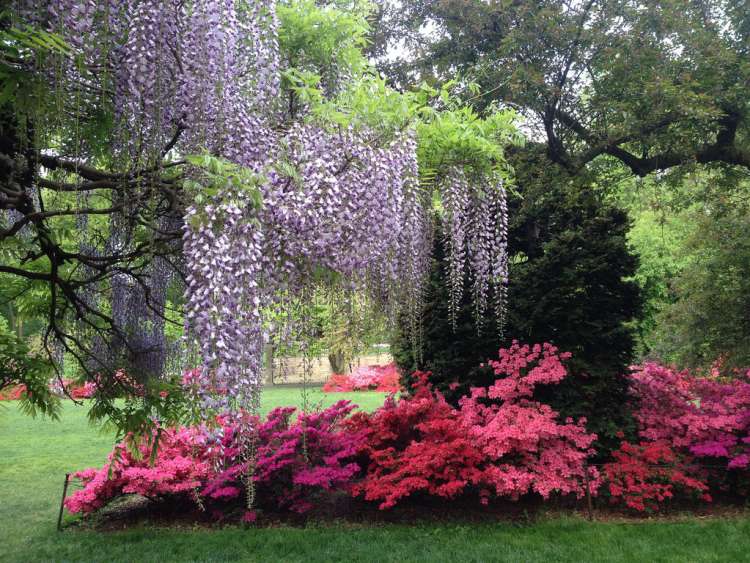 Purple and pink plants and flowers at the Brooklyn Botanic Garden in NYC