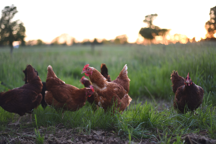 pasture raised chickens