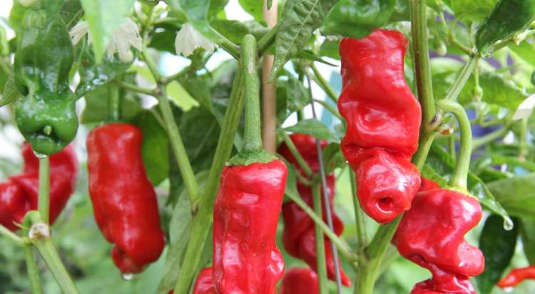 11 Hot Peppers and How to Eat Them